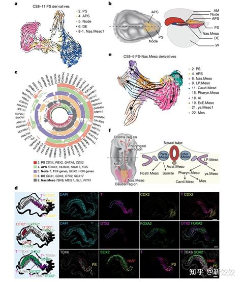 Nature 利用10x Genomics单细胞技术绘制灵长类胚胎原肠运动至早期器官发育转录组图谱 知乎