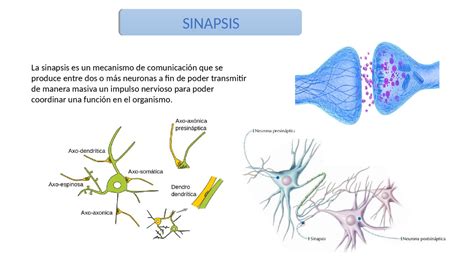 Sinapsis Neuronal Y Neurotransmisores Docsity