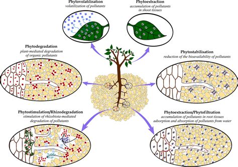 Schematic Representation Of Different Phytoremediation Strategies