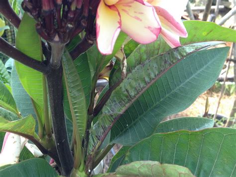 Frangipani Mosaic Virus In Plumeria