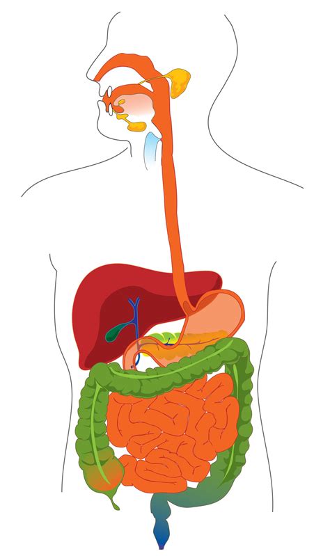 A Labeled Diagram Of The Digestive System Digestive System H