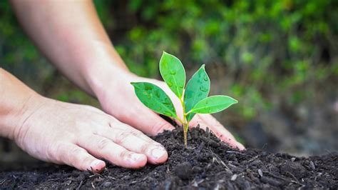 Premium Photo Hands Planting A Tree