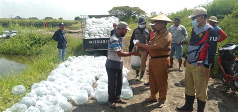 Dkpp Surabaya Tebar Puluhan Ribu Benih Bandeng Di Lahan Btkd Pakal