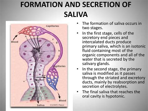 Ppt Salivary Glands And Saliva Powerpoint Presentation Free Download Id2228551