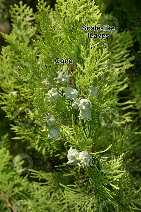 Platycladus Orientalis Oriental Arborvitae Strobilus Strobili