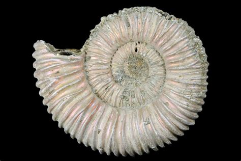 2.3" Iridescent, Pyritized Ammonite Fossil - Russia (#175050) For Sale ...
