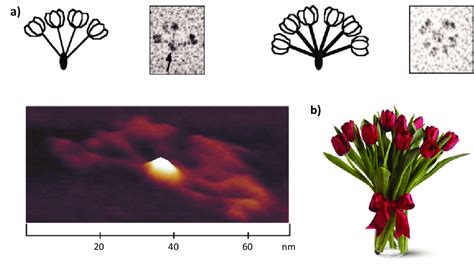 | MBL oligomers a) Electron microscopy and atomic force microscopy of ...