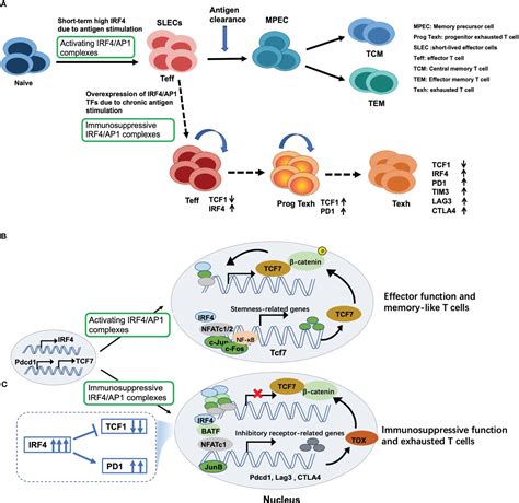 Frontiers Regulatory Effects Of IRF4 On Immune Cells In The Tumor