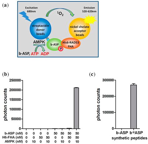 Mps Free Full Text A Highly Sensitive Non Radioactive Activity Assay For Amp Activated