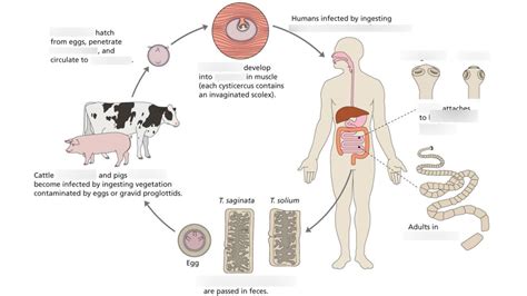 Taenia Saginata Solium Beef Pork Tapeworm Life Cycles Diagram Quizlet