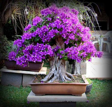 How To Propagate Bougainvillea From Cutting Or Seed