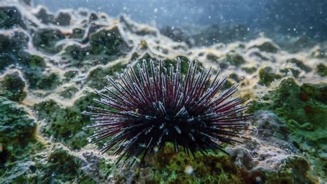 Pesca Ai Ricci Di Mare Stop Definitivo In Tutta La Puglia Per Tre Anni