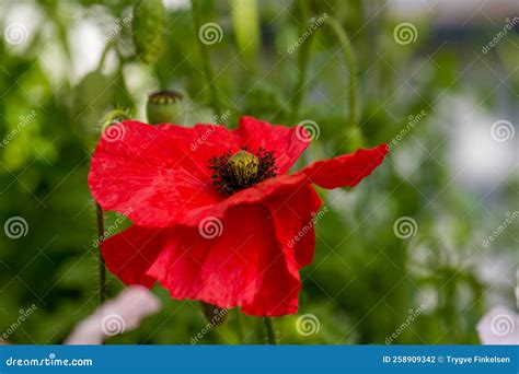 Deep Red Poppy Flower In Summer Stock Photo Image Of Nature White