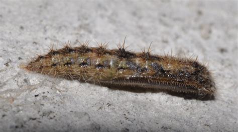 Larva Di Dittero Natura Mediterraneo Forum Naturalistico