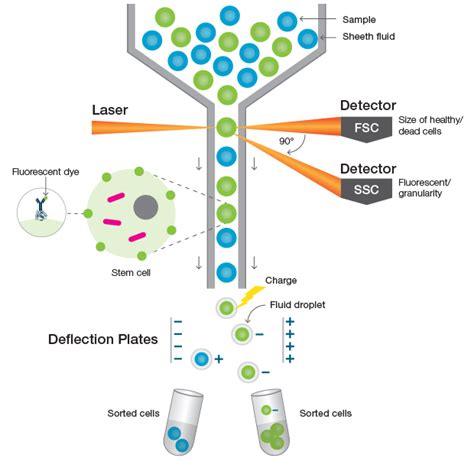 Fluorescence Activated Cell Sorting FACS