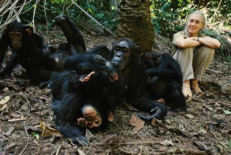 La Studiosa Jane Goodall Lo Scimpanzé Abbraccia La Donna Che Gli Ha