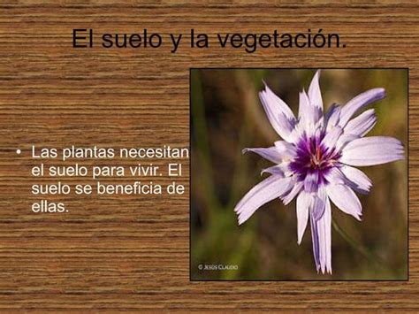 El Suelo la Vegetación y la Fauna PPT