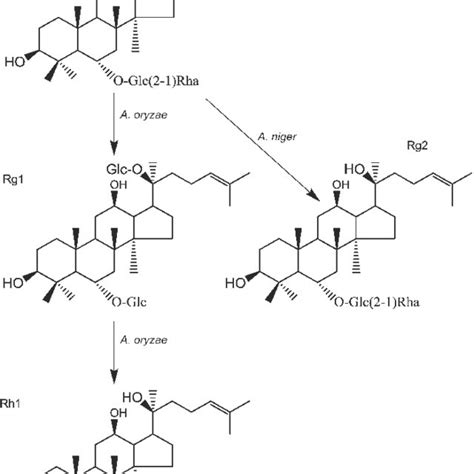 Proposed Main Transformation Pathways Of Ginsenoside Re By Mycotoxin