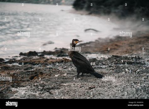 Gray Cormorant Bird With An Orange Spot On Its Beak On The Stones By
