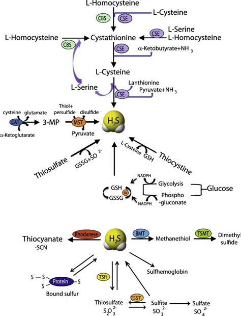 Enzymatic and non-enzymatic synthesis of H2S and its metabolism.... | Download Scientific Diagram