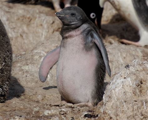 Penguinscience Understanding Penguin Response To Climate And