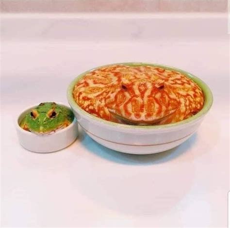 Frog looking like soup : r/ThoughtItWasFood