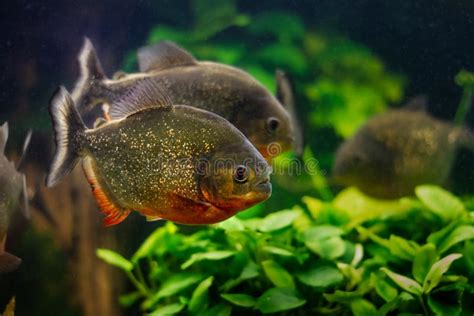 Piranha vermelha Saudável Adulta De Espécies De Peixes Selvagens