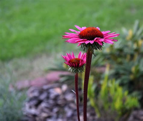 Garden Flowers Ilusia Bosonogakontesa Flickr