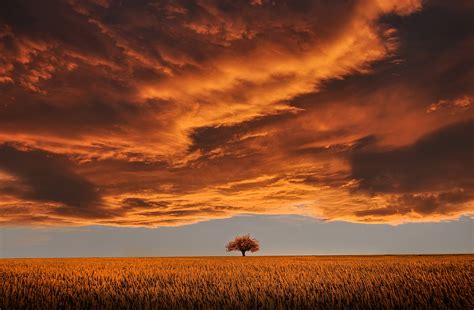 Download Tree Cloud Orange Color Sky Nature Field Hd Wallpaper