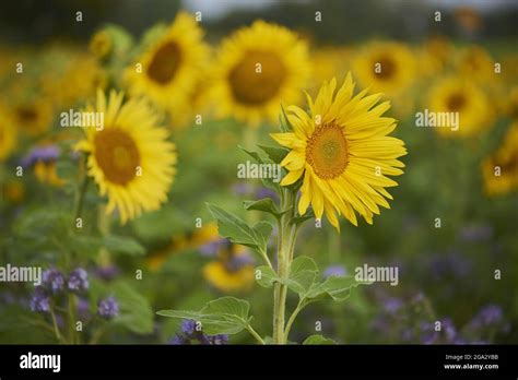 Common Sunflower Helianthus Annuus Blossom In A Lacy Phacelia Blue