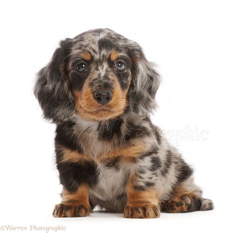 Dapple Dachshund Size, Temperament, Characteristics All, 53% OFF