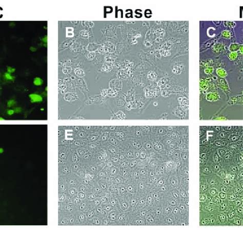 Astrin Silencing Induces Apoptosis The TUNEL Assay Shows That Many Of