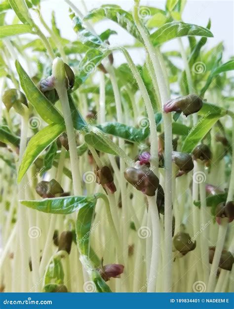 Micro Green Farming At Home Closeup Image Growing Plant With Seed Stock