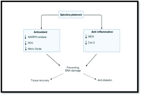 Antioxidant And Anti Inflammatory Effects Of Sp Created With Download Scientific Diagram