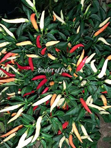 Chili Basket Of Fire