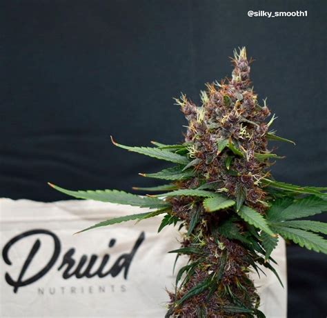 IMPERIUM X Strain Info IMPERIUM X Weed By Anesia Seeds GrowDiaries