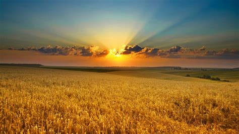 Corn Field Wallpapers - Top Free Corn Field Backgrounds - WallpaperAccess