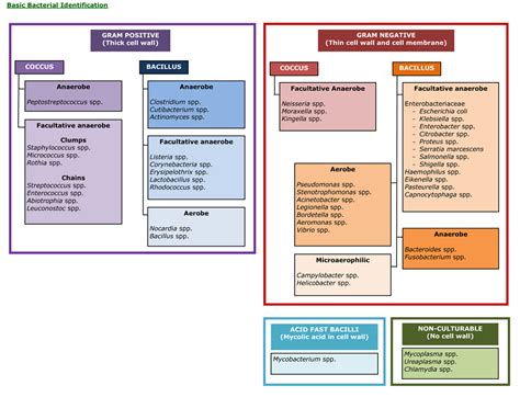 Basic Bacterial Identification Microbiology Teaching Resource