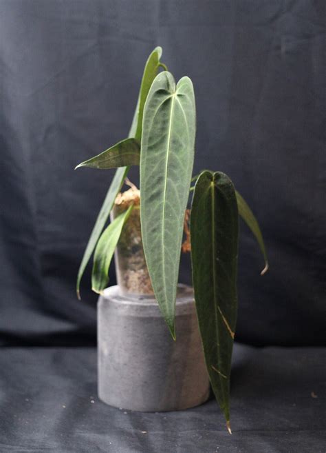 Anthurium Warocqueanum X Waterburyanum C