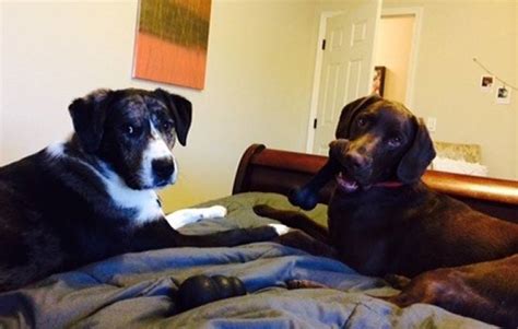 English Springer Spaniel Chocolate Lab Mix Seeks Toddler-Free Home Near ...