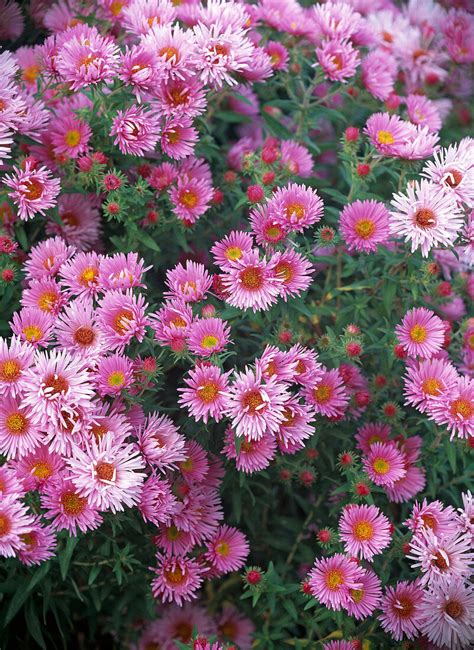 Aster Novae Angliae Barrs Pink Bild Kaufen 12141359