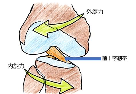 前十字靭帯靭帯断裂損傷になった方へ 手術をしようか迷っている、手術をしたが膝の曲がりが悪いなどでお困りの方必見 すみだ整骨院