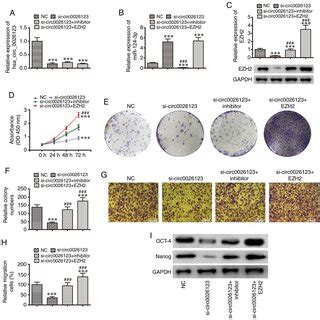 Knockdown Of Hsa Circ Inhibits Ovarian Cancer Cell