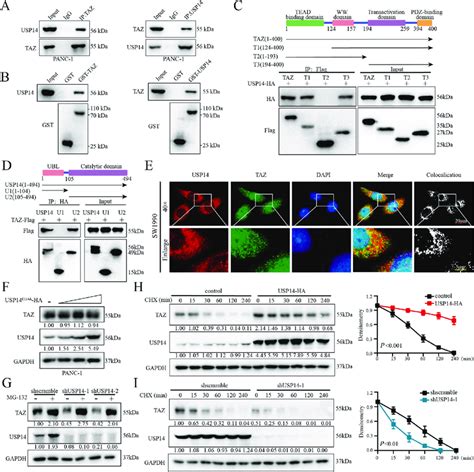 Usp Interacted With And Stabilized Taz In A Deubiquitinase