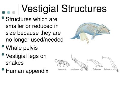 Vestigial Definition