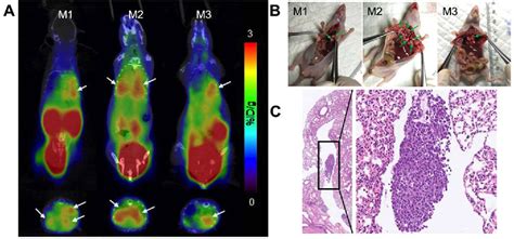 Figure From Evaluation Of An Integrin V And Aminopeptidase N Dual