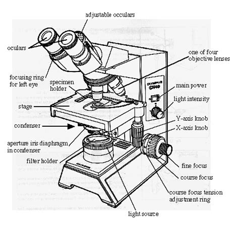 Using Microscopes Bio111 Lab