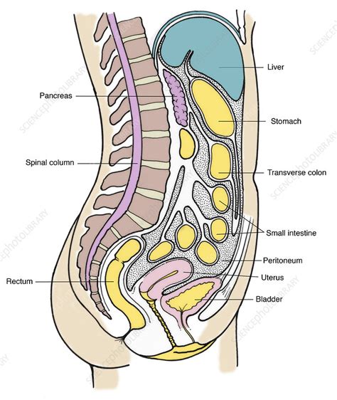 Picture Of Women S Internal Organs Female Anatomy Internal Organs