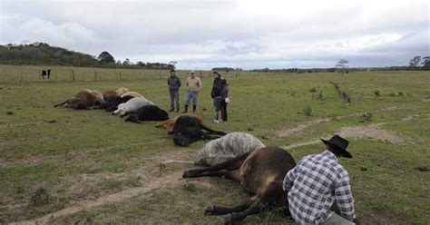 G Raio Mata Bois E Vacas Em Fazenda No Rio Grande Do Sul