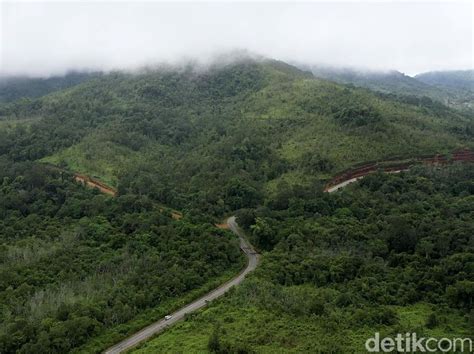 Berita Dan Informasi Hutan Hujan Tropis Terkini Dan Terbaru Hari Ini